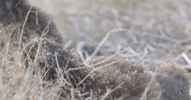 View Albatross Chick Sitting Nest — Stock Video