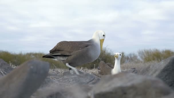 Pohled Albatrosové Sedí Kamenné Hnízdo — Stock video