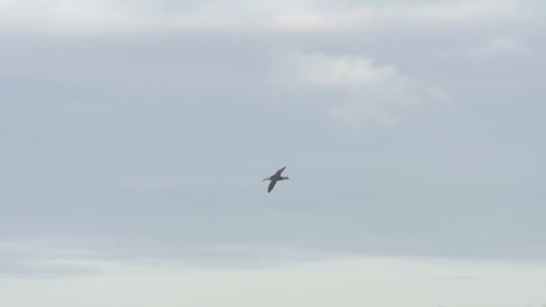 Weergave Van Albatross Vliegen Droge Veld — Stockvideo