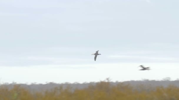 Weergave Van Albatrossen Boven Droog Veld Vliegen — Stockvideo