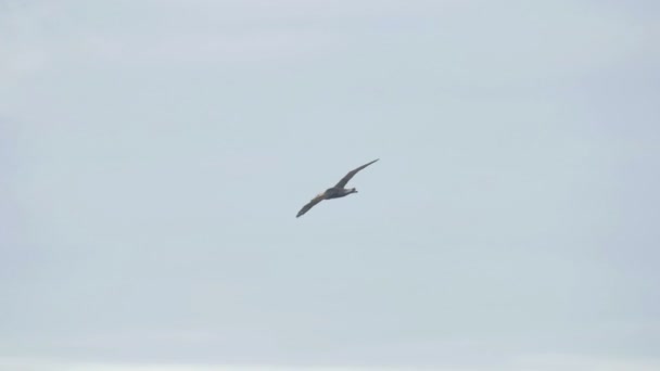 Blick Auf Albatrosse Die Über Trockenes Feld Fliegen — Stockvideo