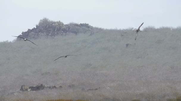 乾燥したフィールド上空を飛ぶアホウドリのビュー — ストック動画