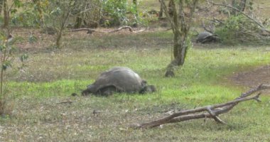 Galapagos dev kaplumbağalar alanına yürüyor