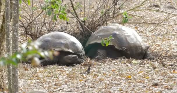 Galapagos Jätte Sköldpaddor Promenader Fältet — Stockvideo