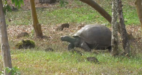 Galapagos Giant Turtle Promenader Fältet — Stockvideo