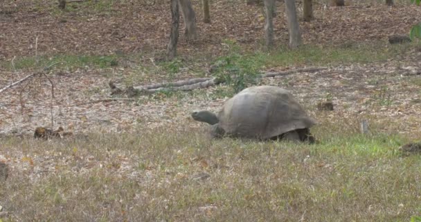 Galapagos Tartaruga Gigante Che Cammina Sul Campo — Video Stock