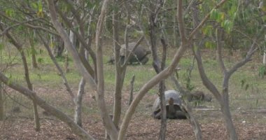 Galapagos dev kaplumbağalar alanına yürüyor