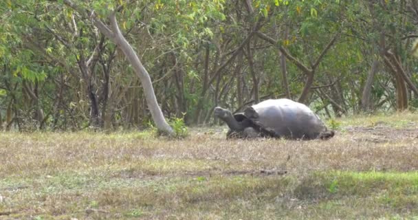 Tortue Géante Des Galapagos Marchant Dans Les Champs — Video