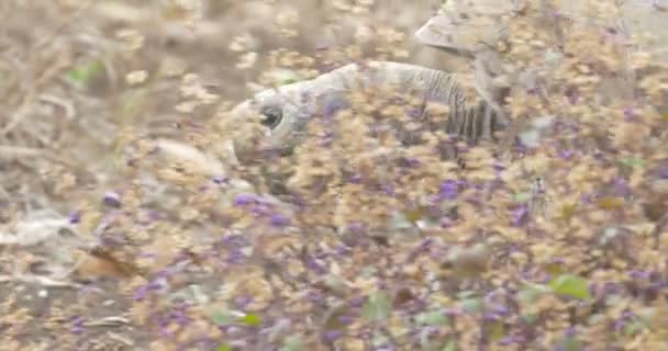 Galapagos Giant Żółwia Spaceru Dziedzinie — Wideo stockowe