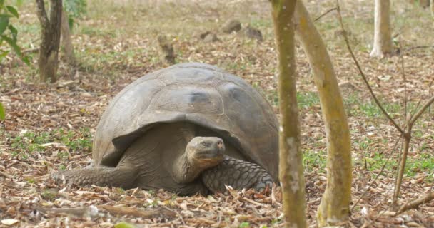 Galapagos Giant Turtle Promenader Fältet — Stockvideo