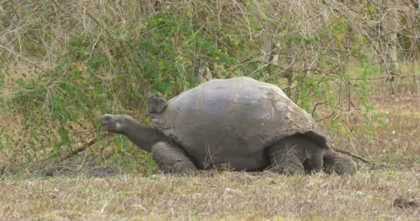 Tortue Géante Des Galapagos Marchant Dans Les Champs — Video