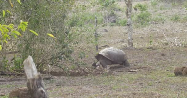 Tortue Géante Des Galapagos Marchant Dans Les Champs — Video