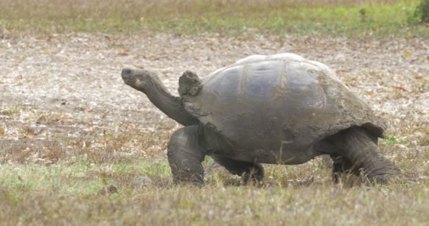 Галапагосская Гигантская Черепаха — стоковое видео