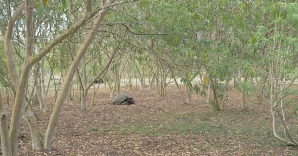 Γιγάντια Χελώνα Γκαλαπάγκος Περπάτημα Στο Πεδίο — Αρχείο Βίντεο