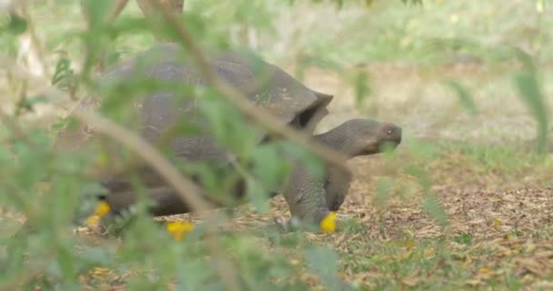 Galápagos Tortuga Gigante Caminando Campo — Vídeos de Stock