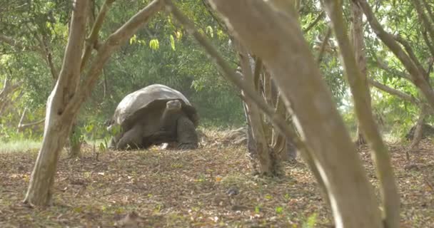 Galapagos Tartaruga Gigante Che Cammina Sul Campo — Video Stock