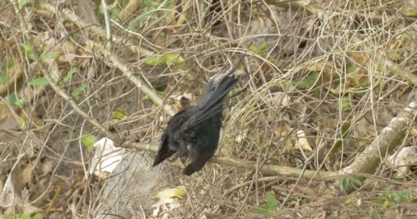 Grand Ani Assis Sur Branche Arbre — Video