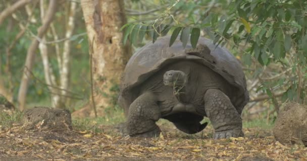 Galapagos Tartaruga Gigante Che Cammina Sul Campo — Video Stock