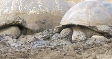 Galapagos dev kaplumbağalar alarak çamur banyosu