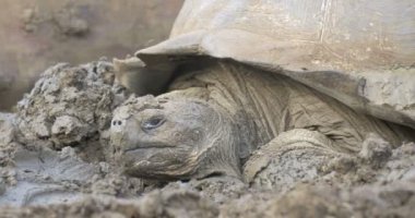 Galapagos dev kaplumbağa alarak çamur banyosu görünümünü kapat