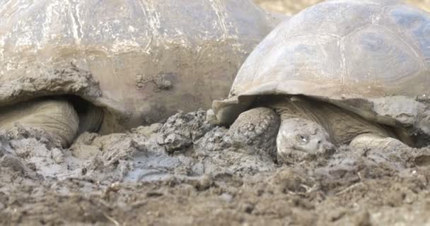 Galapagos Reuze Schildpadden Nemen Modderbad — Stockvideo