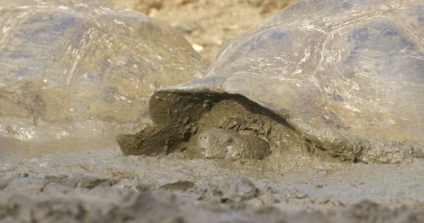 Galapagos Żółwie Olbrzymie Biorąc Kąpiel Błotna — Wideo stockowe