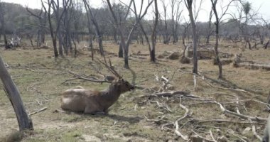 Yere yat, ranthambore Milli Parkı, Hindistan oturan sambar geyiği