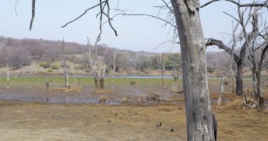 Yaban domuzları ranthambore Ulusal Park, Hindistan