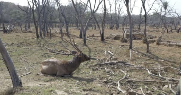 Veado Sambar Sentado Chão Parque Nacional Ranthambore Índia — Vídeo de Stock