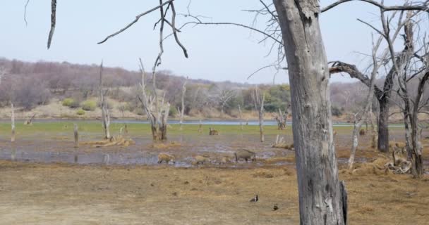 Yaban Domuzları Ranthambore Ulusal Park Hindistan — Stok video