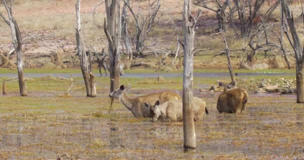 Sambar Cervo Alimentazione Acqua Ranthambore Parco Nazionale India — Video Stock