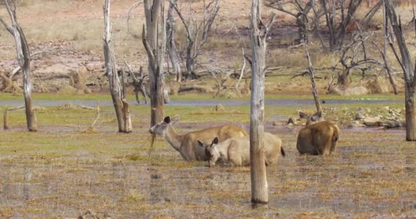 Самбарский Олень Кормящийся Воде Национальный Парк Рантамбор Индия — стоковое видео