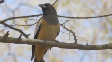 Dalda oturan kızılca treepie kuş