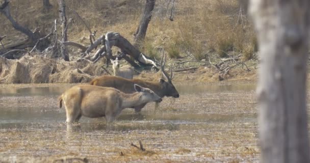 Sambar 鹿在水中觅食 Ranthambore 国家公园 — 图库视频影像