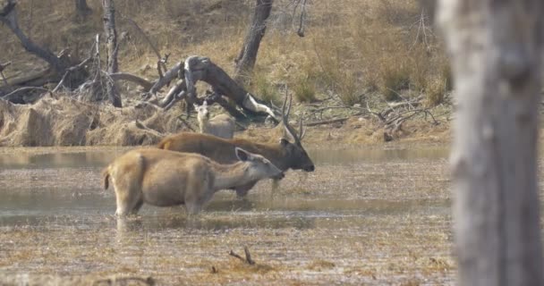 Rusa Sambar Makan Dalam Air Ranthambore Taman Nasional India — Stok Video