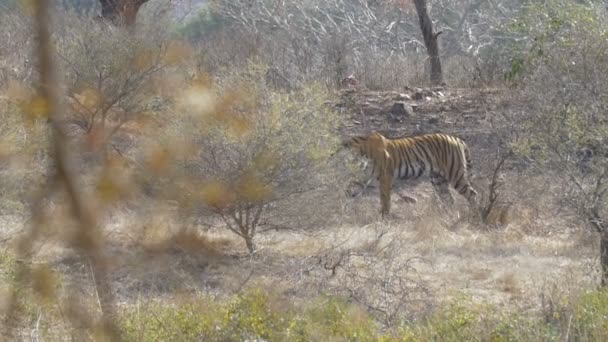 Vista Del Magnífico Tigre Rayado Entorno Natural — Vídeos de Stock