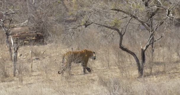 Widok Przepiękny Pasiasty Tygrys Naturalnym Otoczeniu — Wideo stockowe