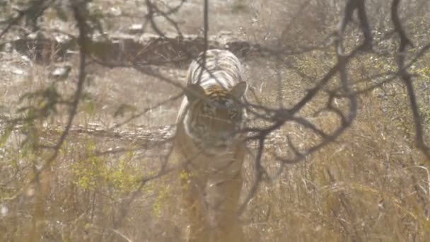 Vue Sur Magnifique Tigre Rayé Dans Environnement Naturel — Video