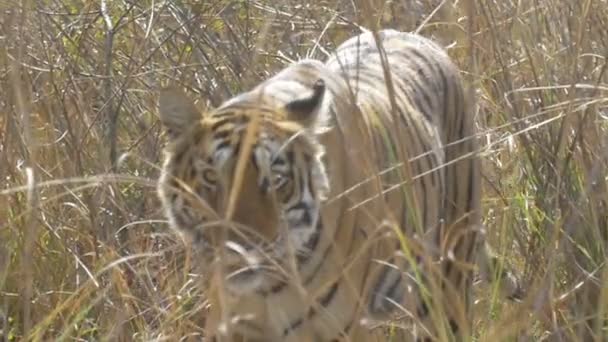 Vista Del Magnífico Tigre Rayado Entorno Natural — Vídeos de Stock