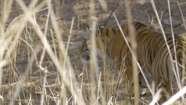 Вид Великолепного Полосатого Тигра Естественных Условиях — стоковое видео