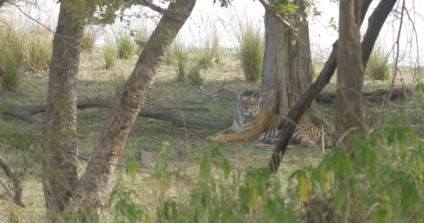 ランタン ボール国立公園 インドで休んでタイガー — ストック動画