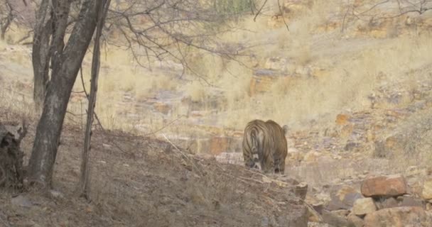 Тигр Гуляющий Деревом Национальном Парке Рантамбор Индия — стоковое видео