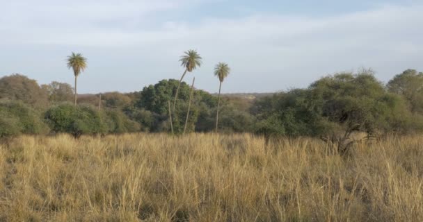Vue Panoramique Paysage Parc National Ranthambore Inde — Video