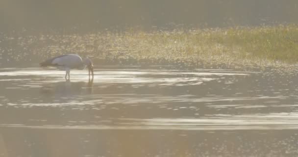 Open Gefactureerde Ooievaar Water Ranthambore National Park India — Stockvideo