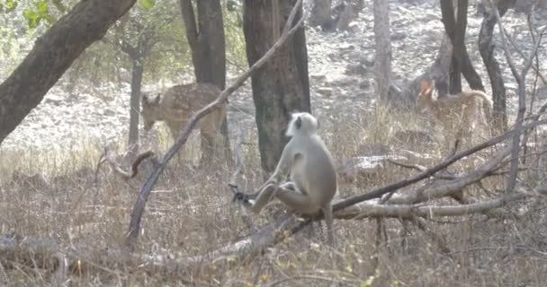 Langur Sitzt Auf Einem Baum Und Beobachtet Gefleckte Hirsche Ranthambore — Stockvideo