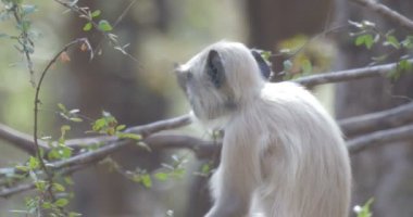 Ranthambore Milli Parkı, Hindistan ağacında oturan genç Langur maymun