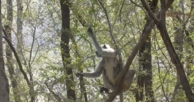 Ranthambore Milli Parkı, Hindistan ağacında oturan genç Langur maymun