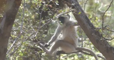 Ranthambore Milli Parkı, Hindistan ağacında oturan genç Langur maymun