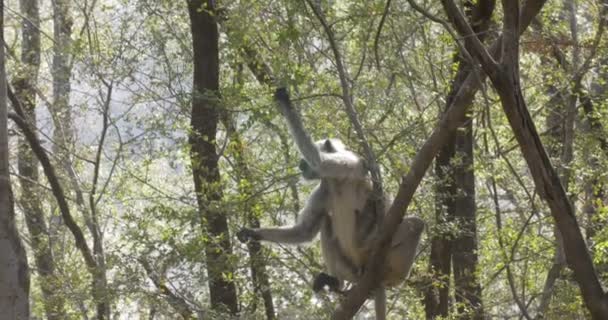 Ranthambore 国家公园的年轻叶猴猴坐在树上 — 图库视频影像