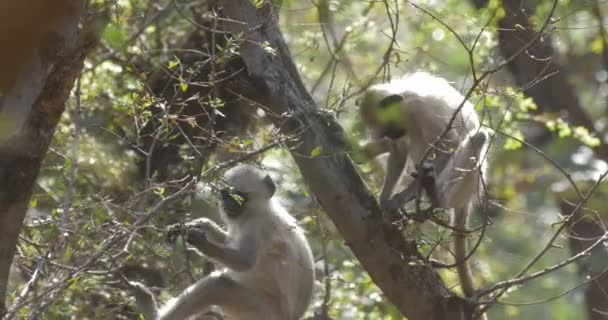 Langurer Sitter Trädgren Ranthambore Nationalpark Indien — Stockvideo